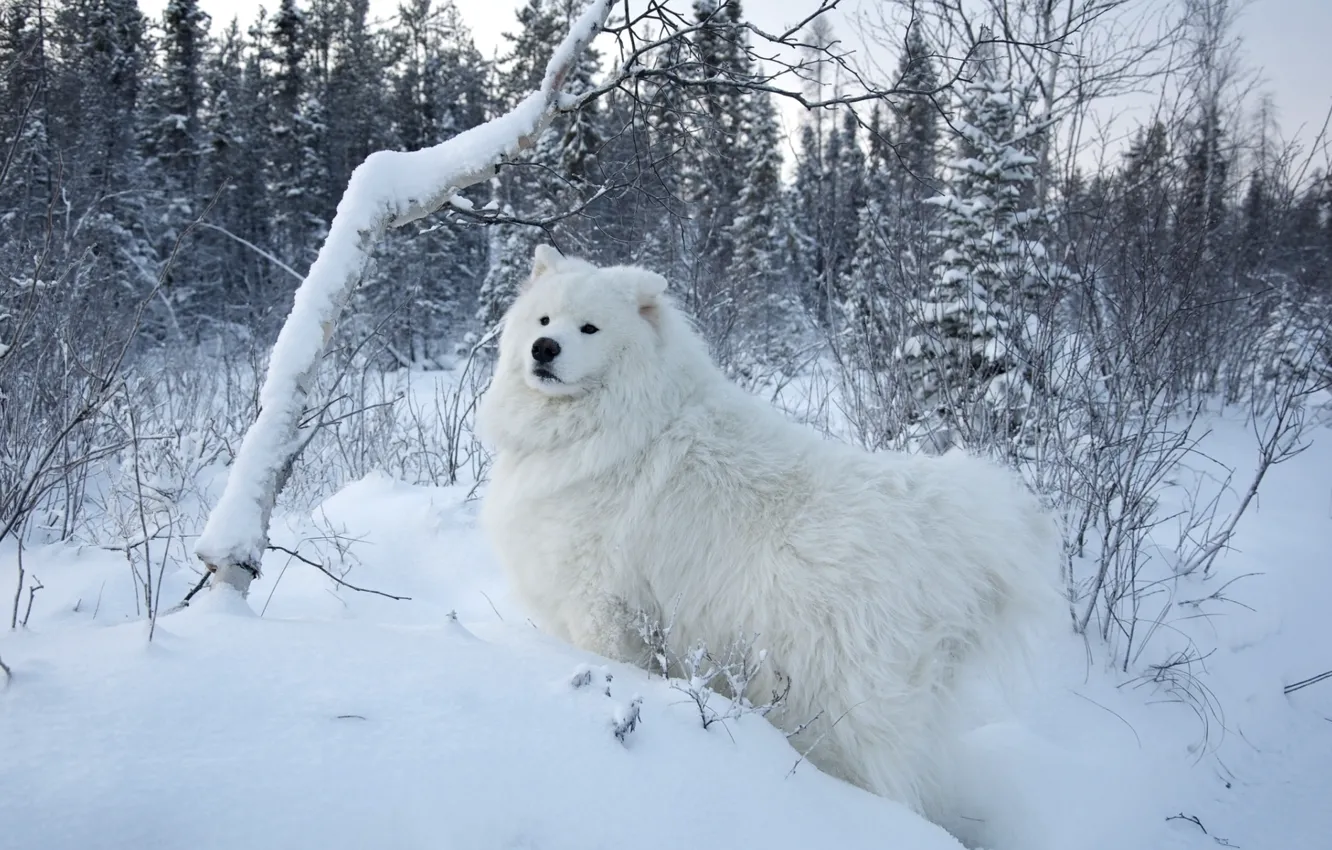 Фото обои белый, снег, деревья, фон, собака, Samoyed, Самоед, Самоедская собака