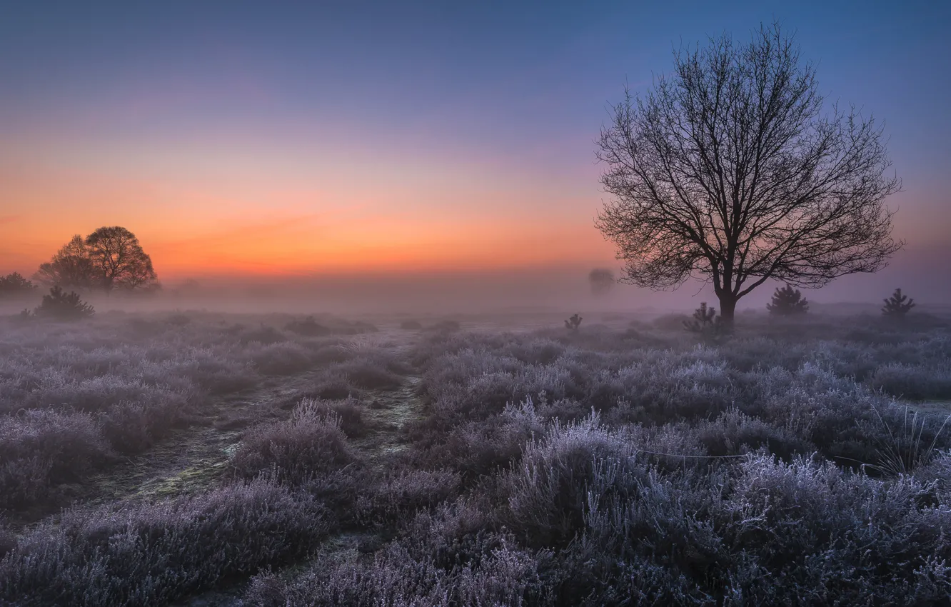Фото обои иней, поле, свет, туман, дерево, рассвет, утро, Нидерланды