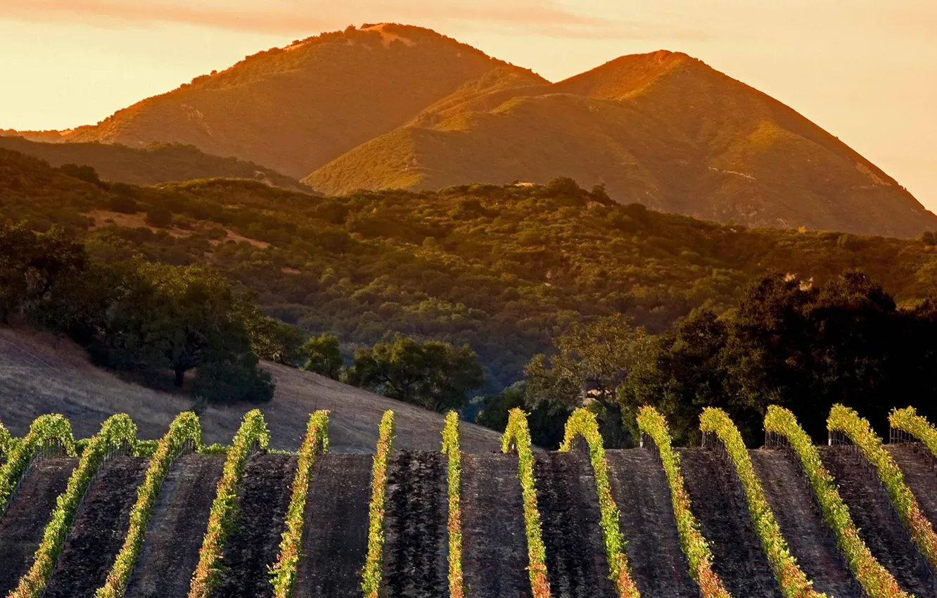 Фото обои горы, Калифорния, виноградник, США
