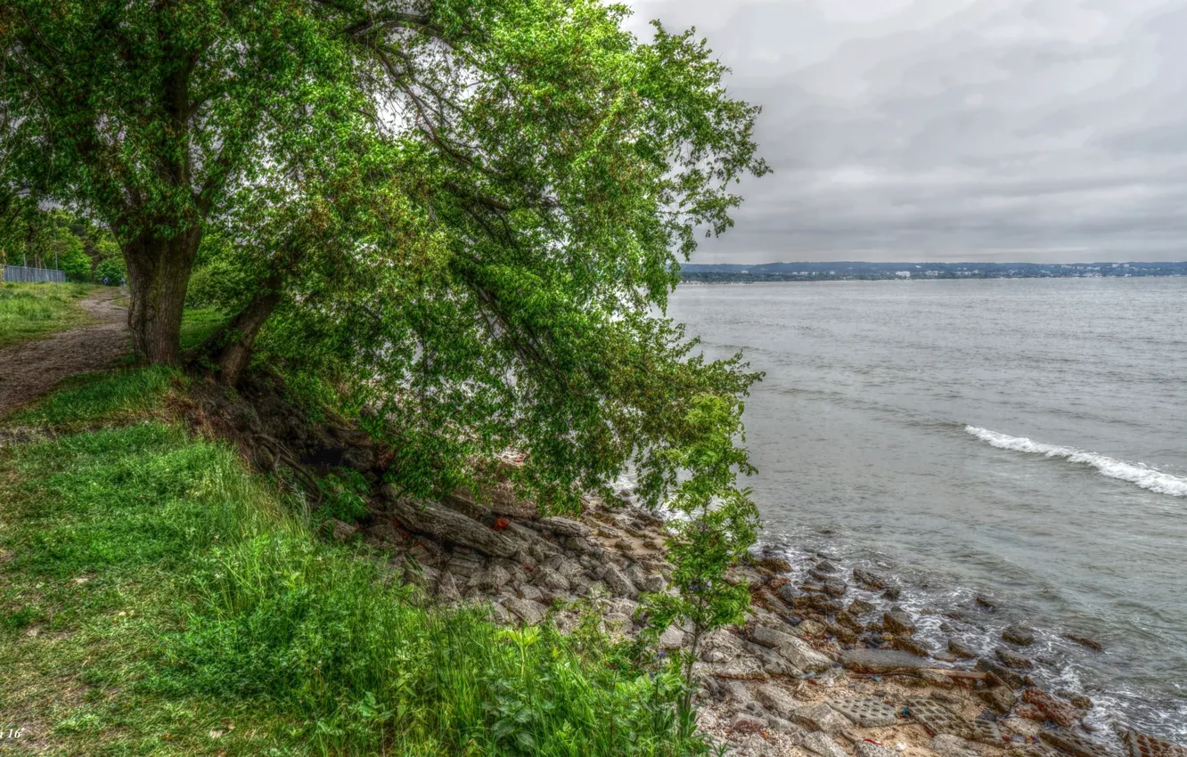 Фото обои beach, sea, water, tree