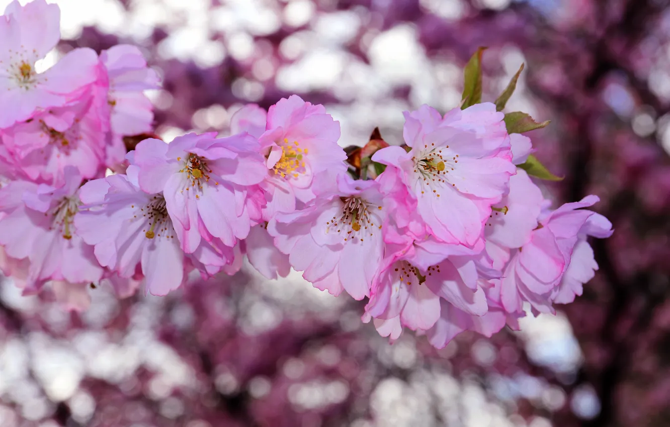 Фото обои цветы, вишня, фон, настроение, ветка, весна, сад, сакура