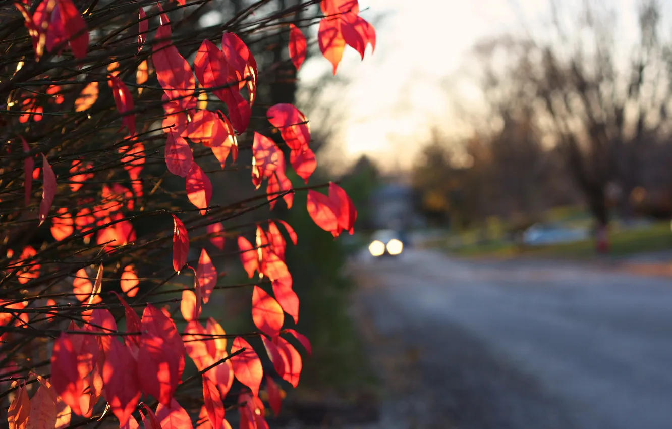 Фото обои листья, улица, оранжевые
