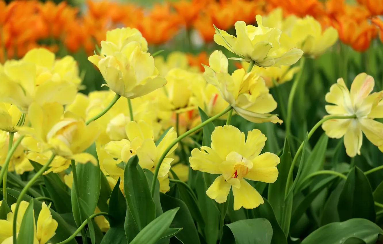 Фото обои желтый, весна, лепестки, тюльпаны