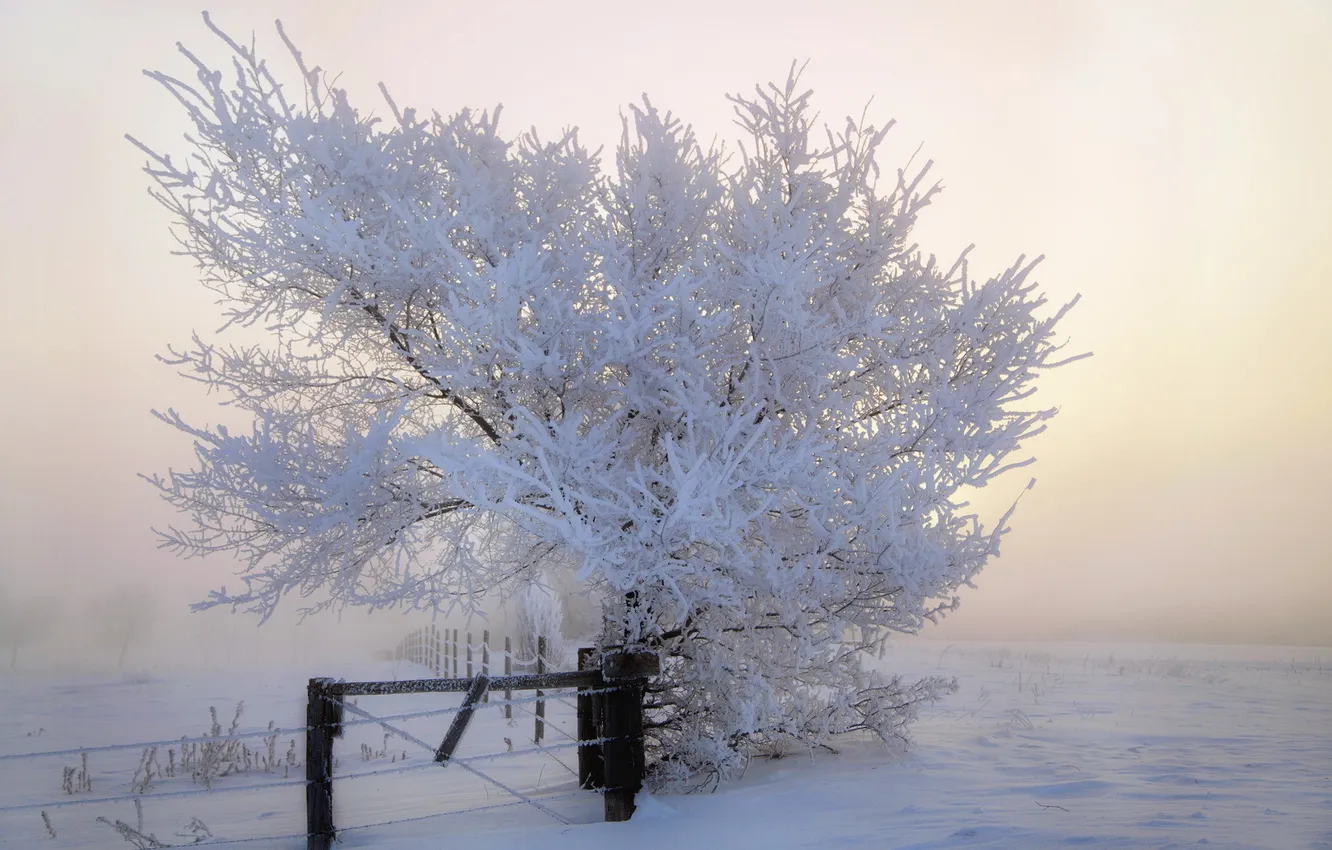Фото обои зима, пейзаж, туман, забор, утро