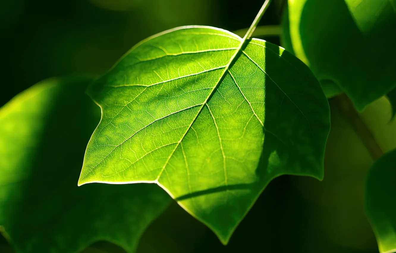 Фото обои зелень, лист, растения