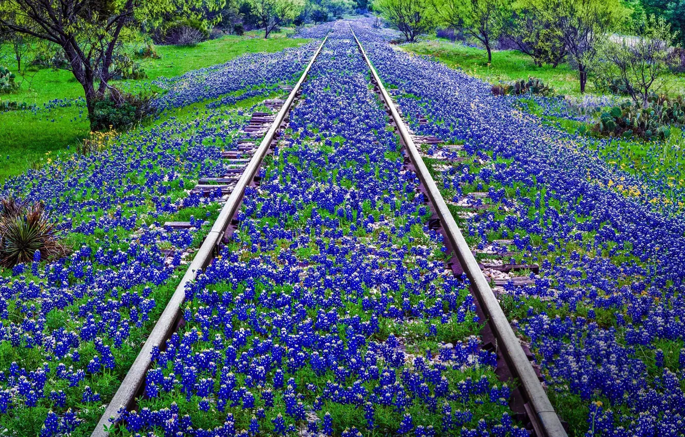 Фото обои цветы, рельсы, США, Техас, Ллано