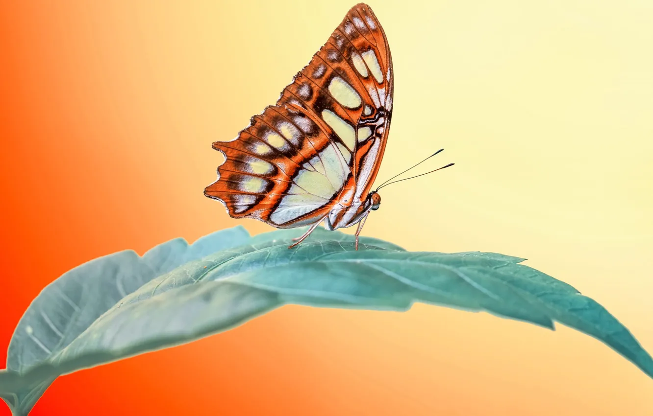 Фото обои макро, бабочка, листок, насекомое, оранжевый фон