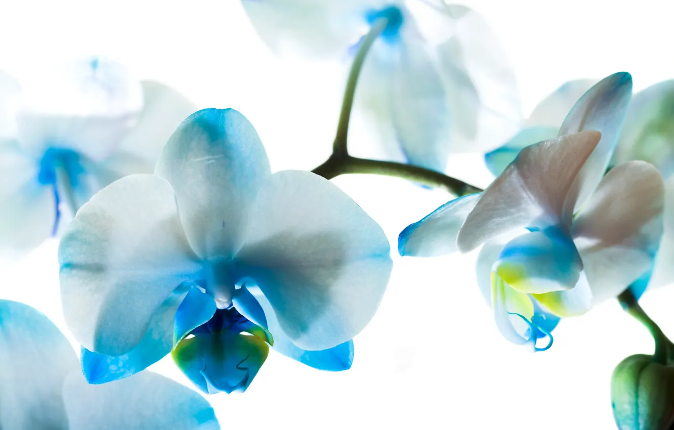 Фото обои цветы, голубые, орхидеи, фаленопсис