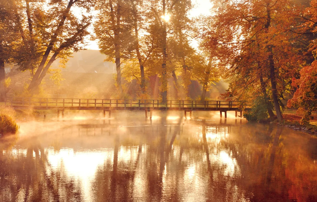 Фото обои осень, листья, вода, солнце, свет, деревья, мост, природа
