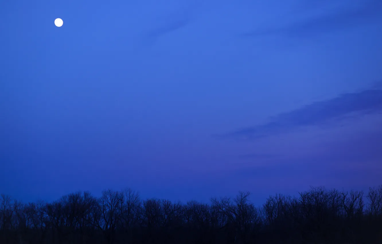 Фото обои небо, облака, деревья, ночь, луна, Поле, синее