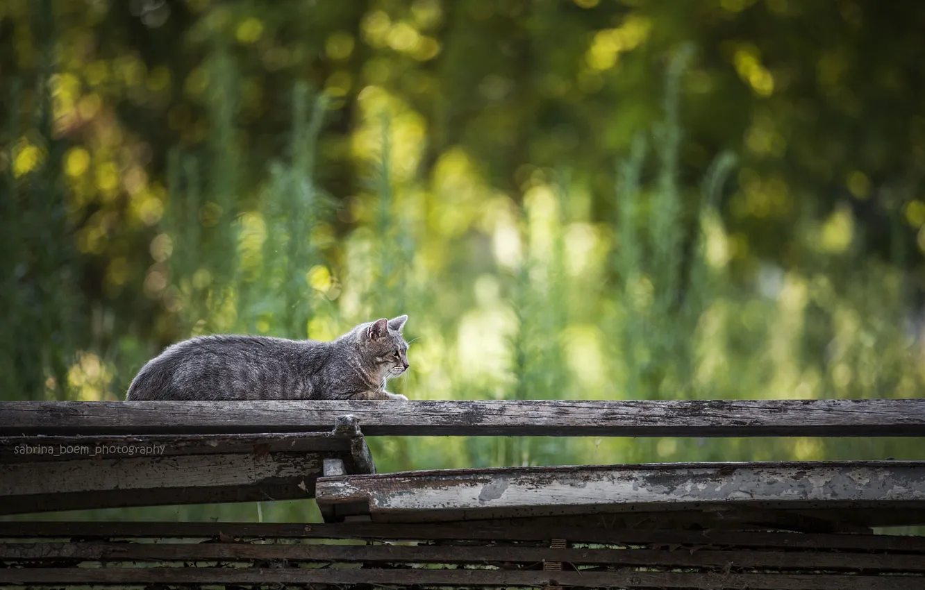 Фото обои боке, на заборе, полосатый кот