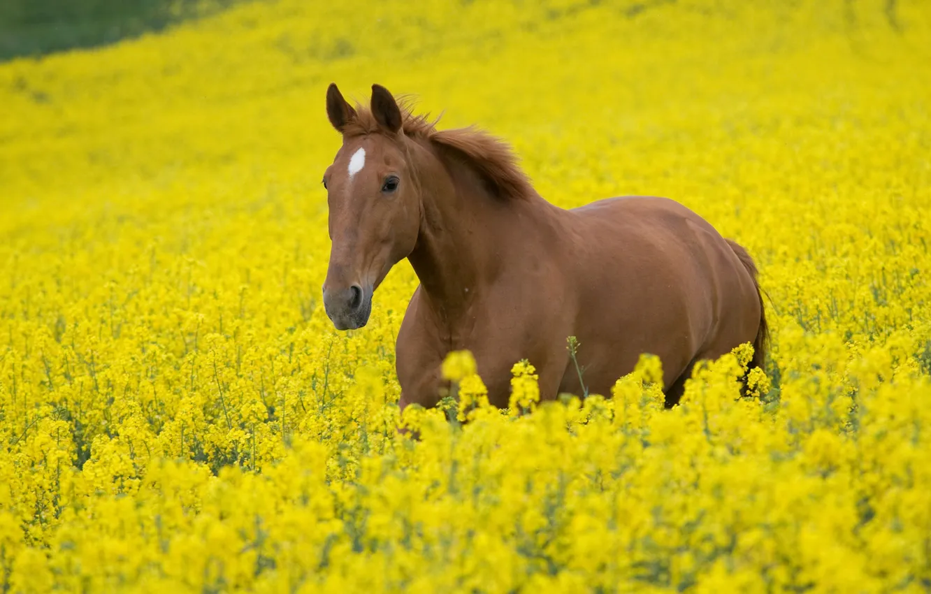Фото обои поле, животные, небо, цветы, природа, конь, лошадь, жеребец