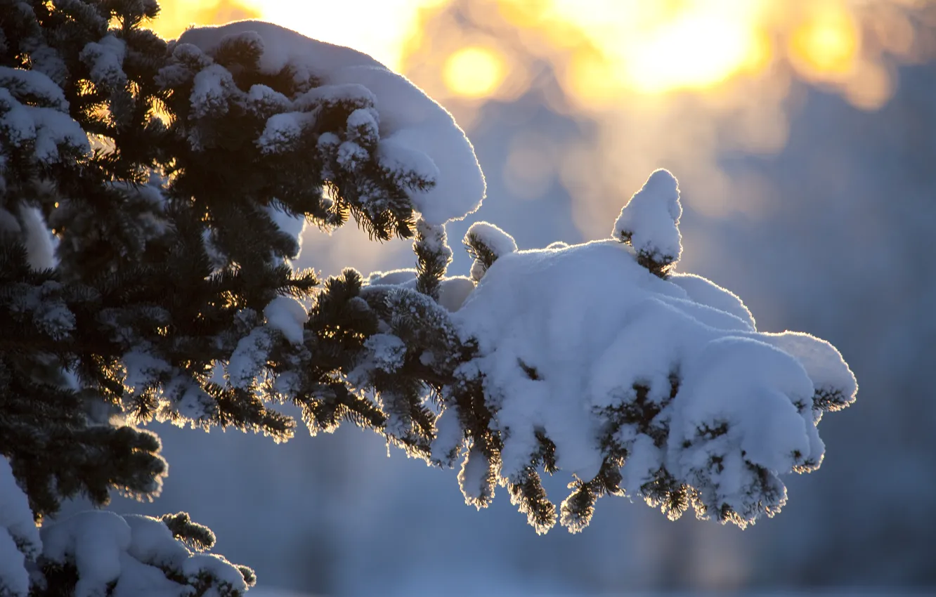 Фото обои зима, солнце, лучи, снег, дерево, ветка