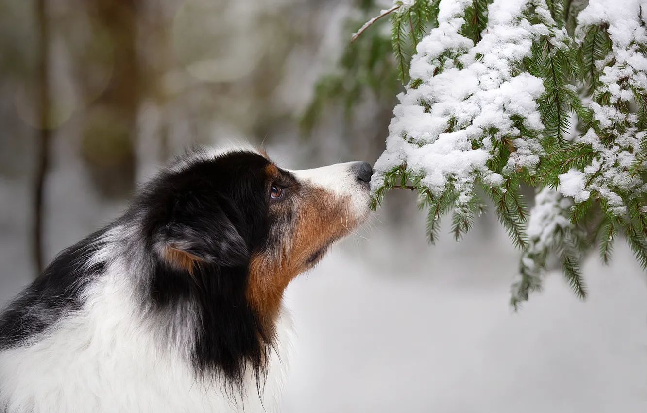 Фото обои морда, снег, ветки, собака, Anna Oris