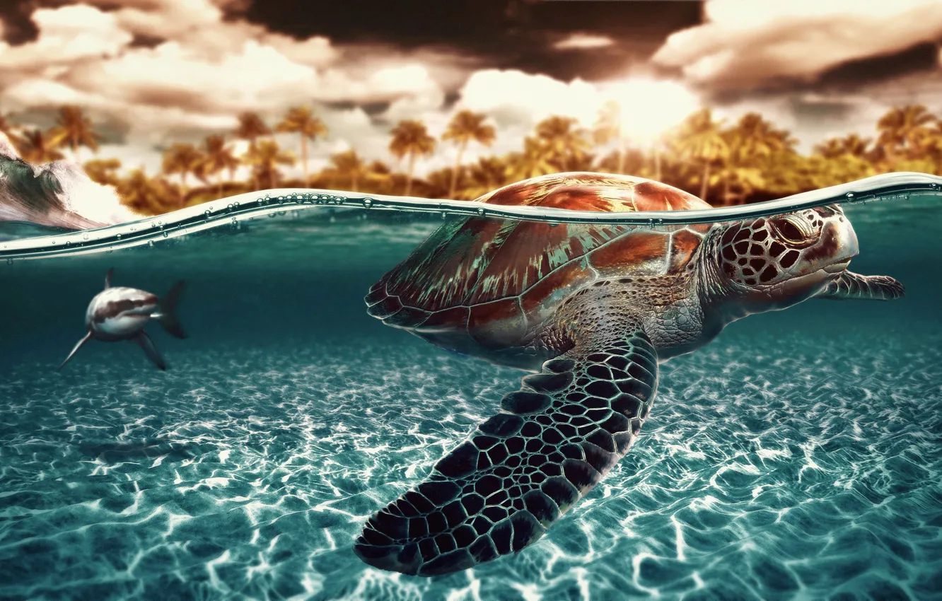 Фото обои черепаха, акула, под водой