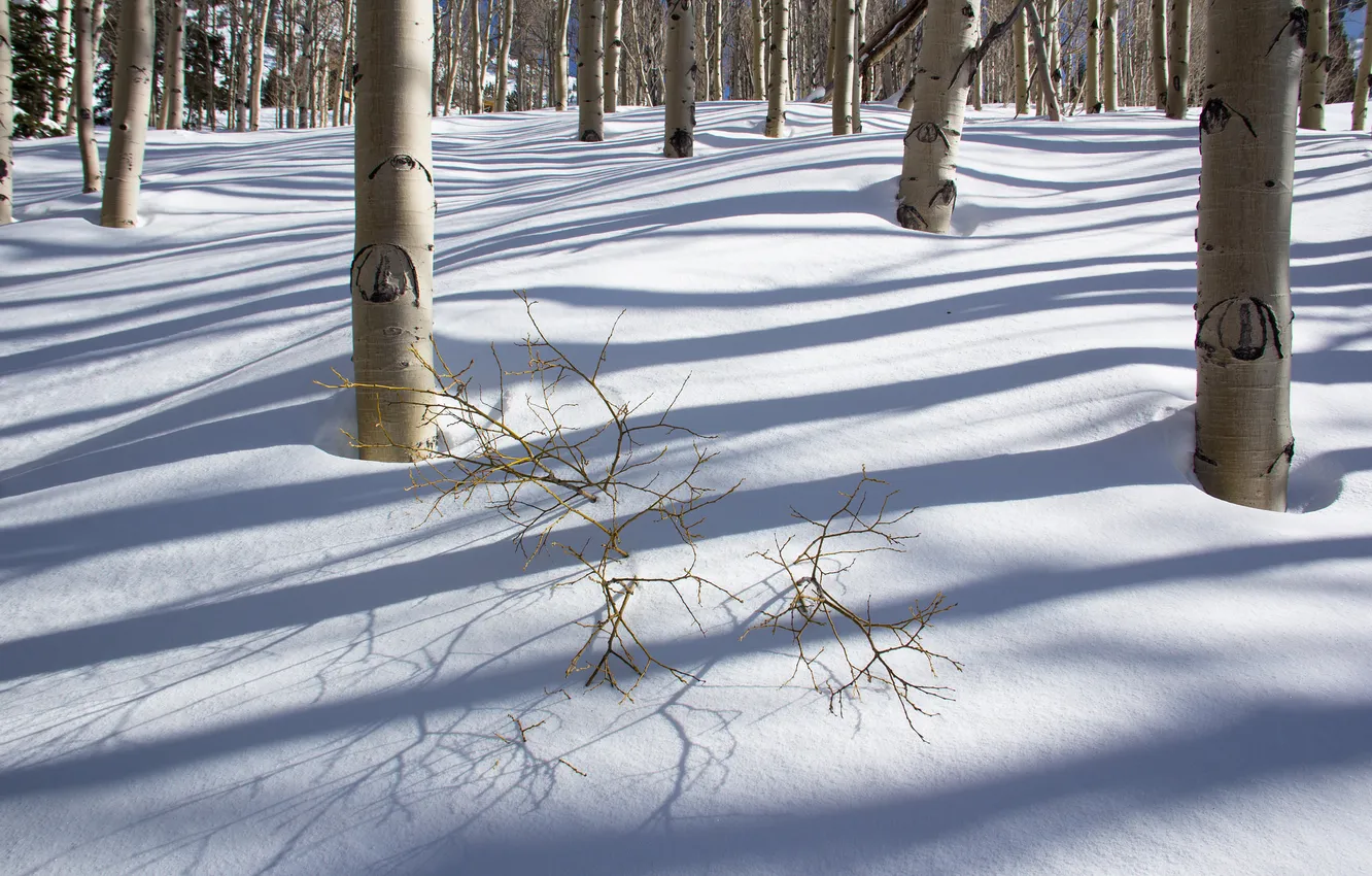 Фото обои зима, лес, снег, деревья, тень, роща
