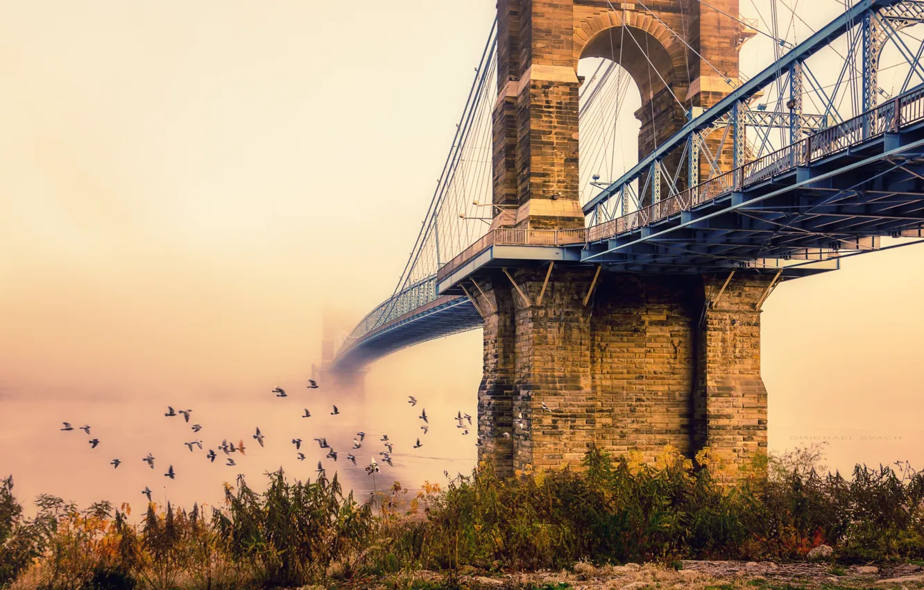 Фото обои птицы, мост, город, туман, утро
