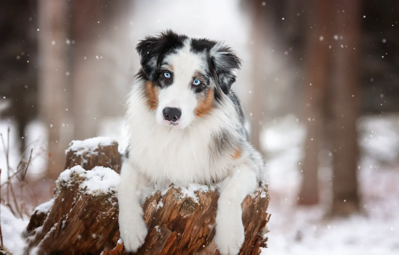 Фото обои взгляд, морда, снег, пень, собака, лапы, Австралийская овчарка, Аусси
