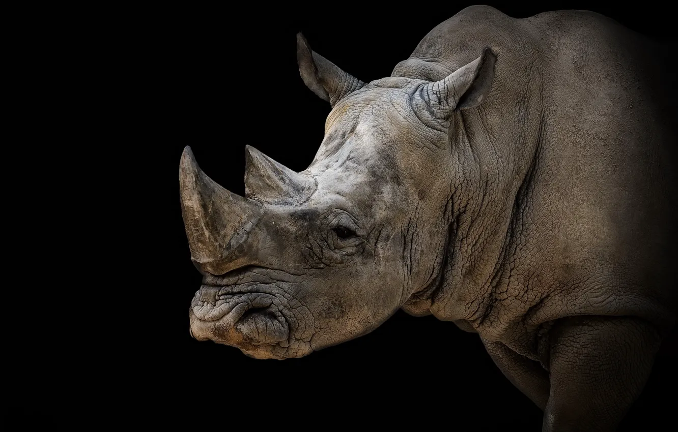 Фото обои природа, фон, носорог