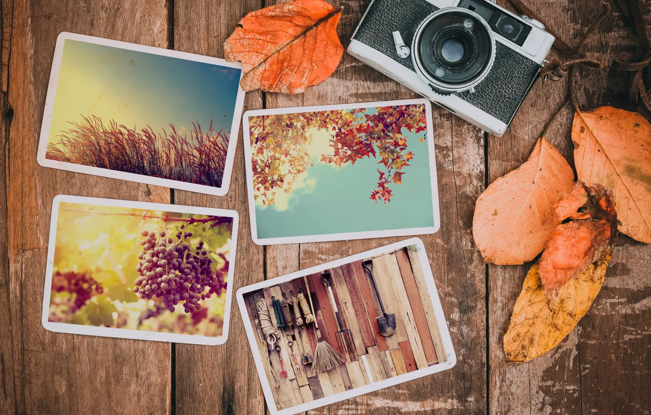 Фото обои осень, листья, фото, фон, камера, colorful, happy, wood
