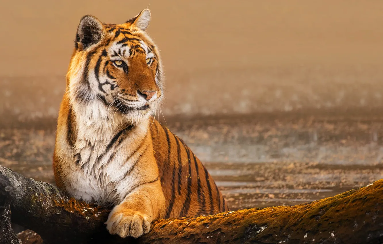 Фото обои природа, тигр, животное, камень, хищник