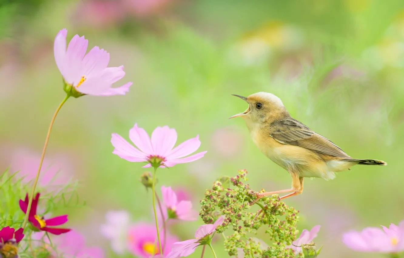 Фото обои цветы, птичка, космея, пение, жёлтая трясогузка