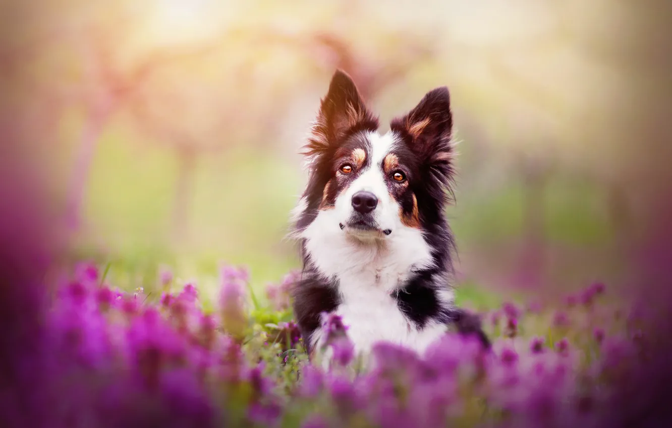 Фото обои цветы, собака, весна, Spring mood