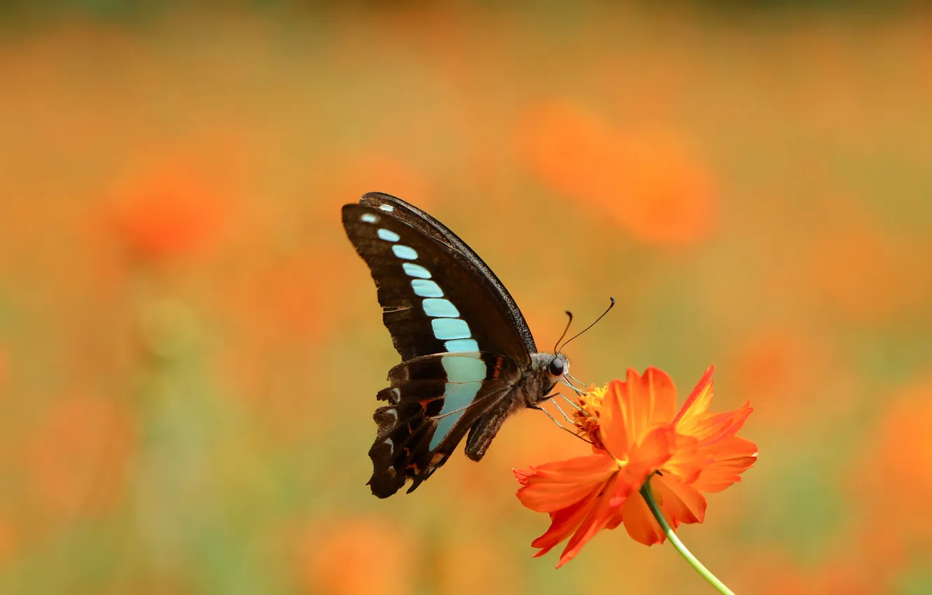 Фото обои цветок, глаза, оранжевый, бабочка, крылья, лепестки, стебель, усики