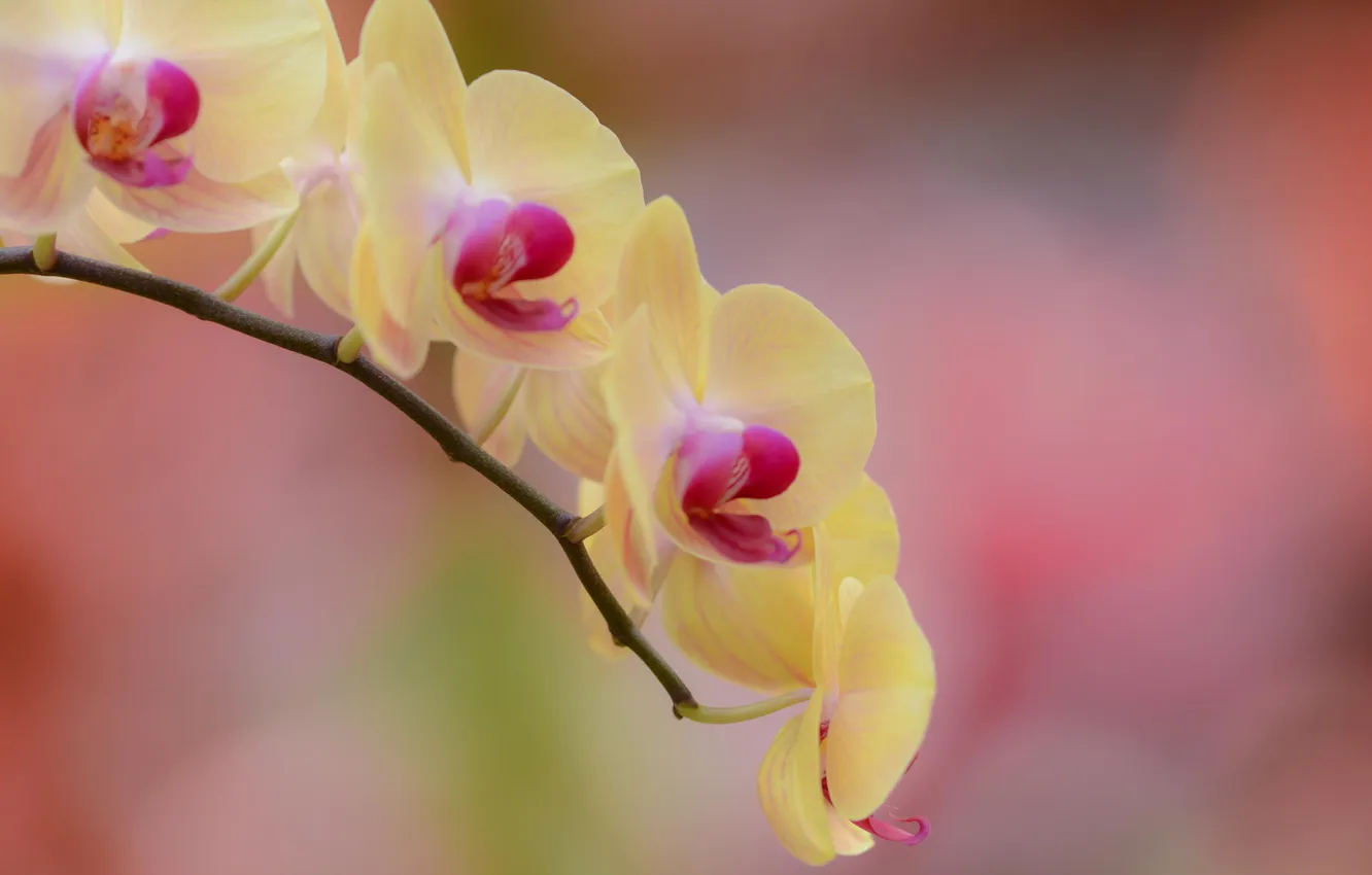 Фото обои цветок, желтый, ветка, орхидея, фалинопсис