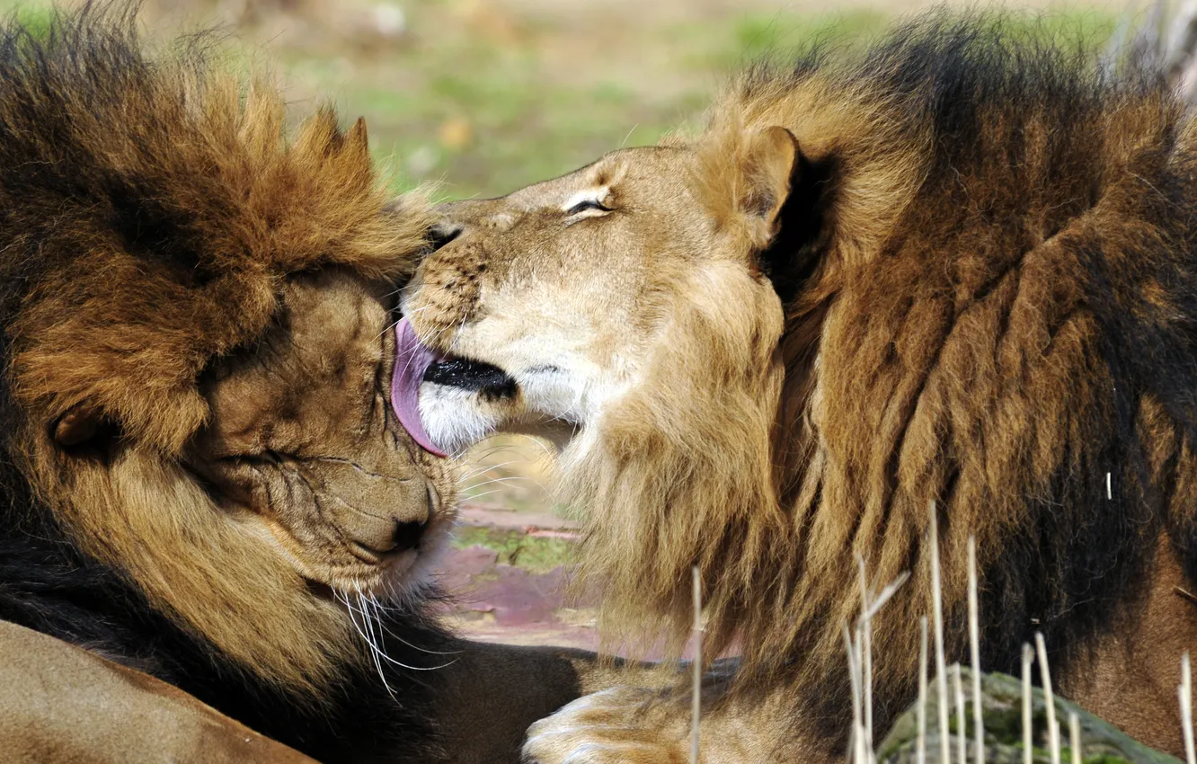 Фото обои морда, кошки, поцелуй, лев, грива, профиль, львы