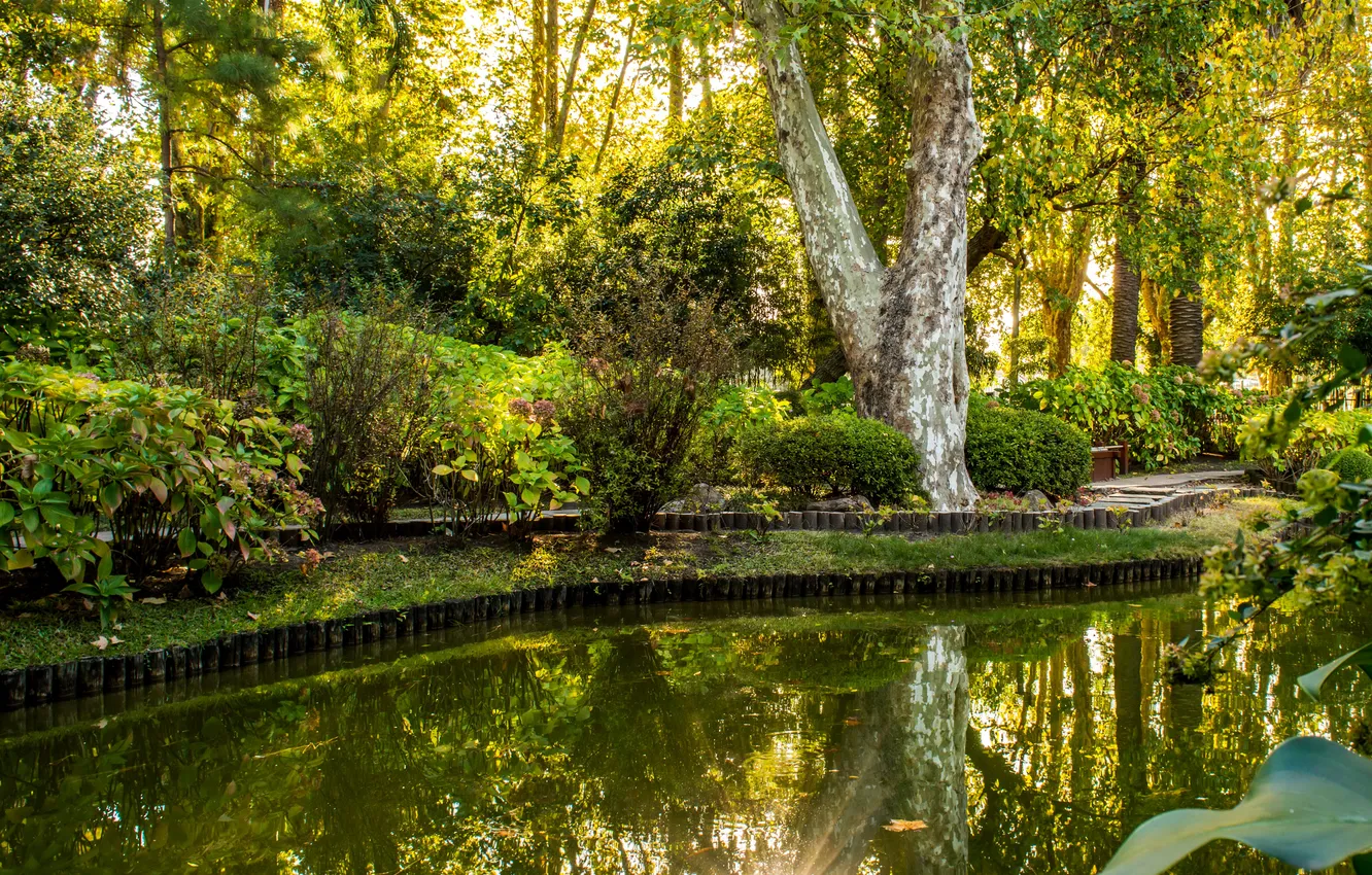 Фото обои зелень, деревья, тропики, пруд, парк, кусты, Uruguay, Уругвай