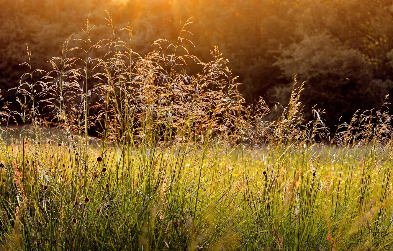 Фото обои трава, природа, роса, утро
