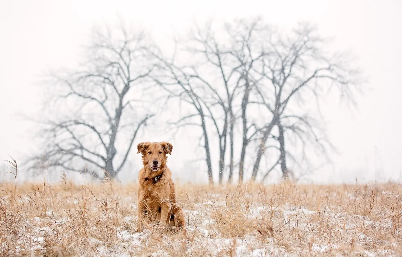 Фото обои dog, winter, snow, golden retriever