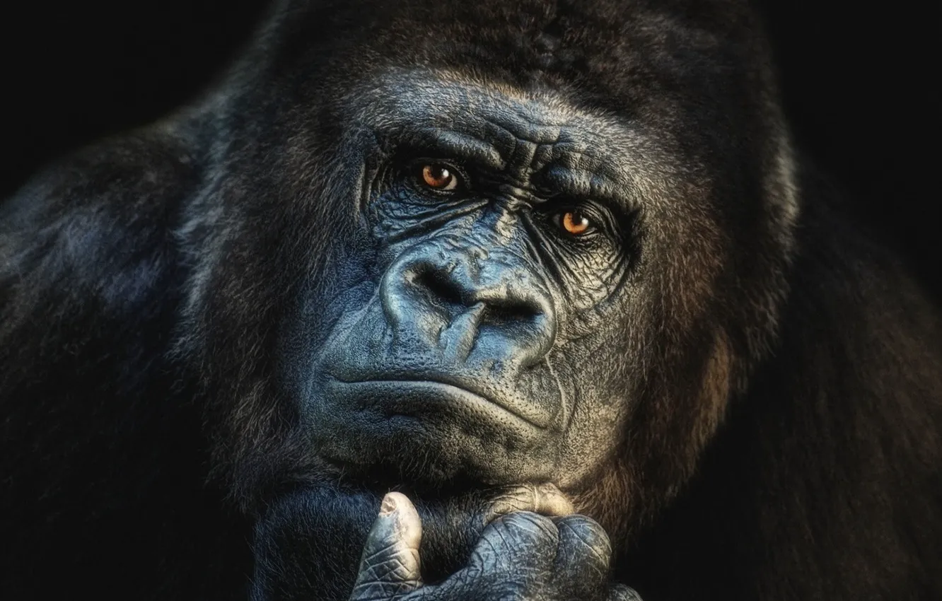 Фото обои face, gorilla, wildlife, head, portrait, mammal, western gorilla