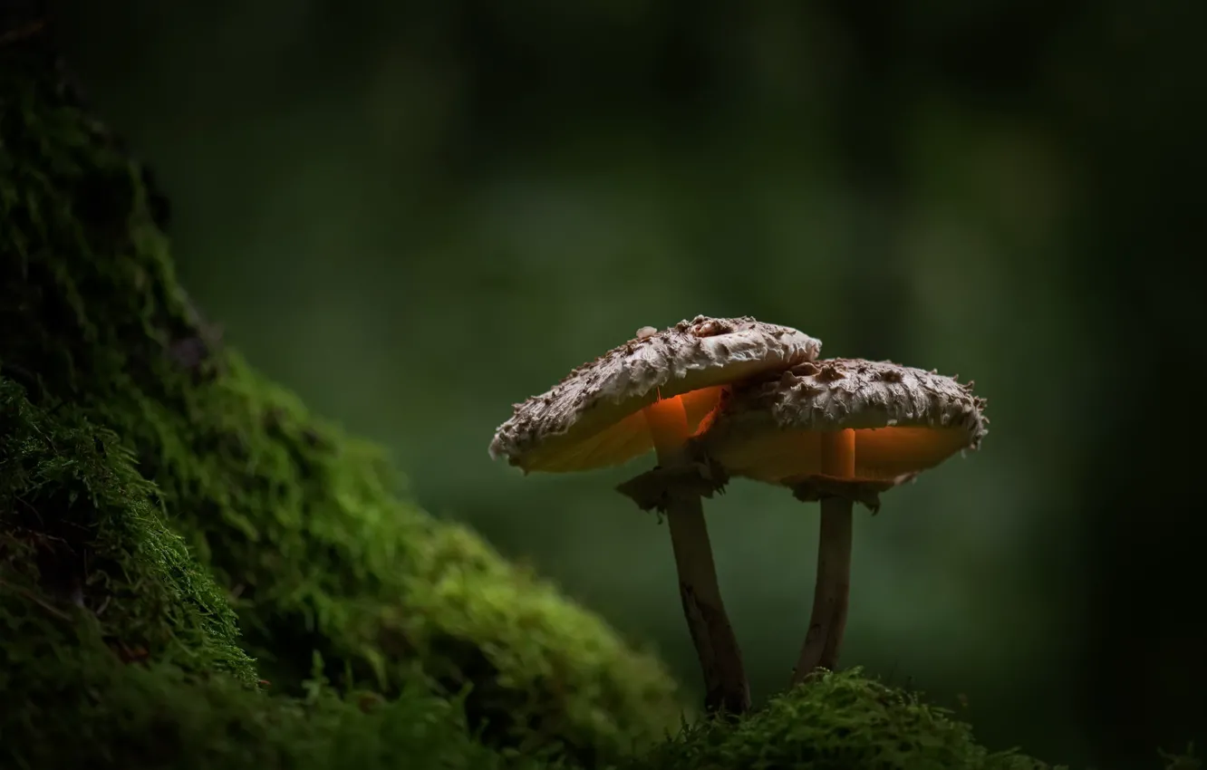 Фото обои природа, грибы, мох