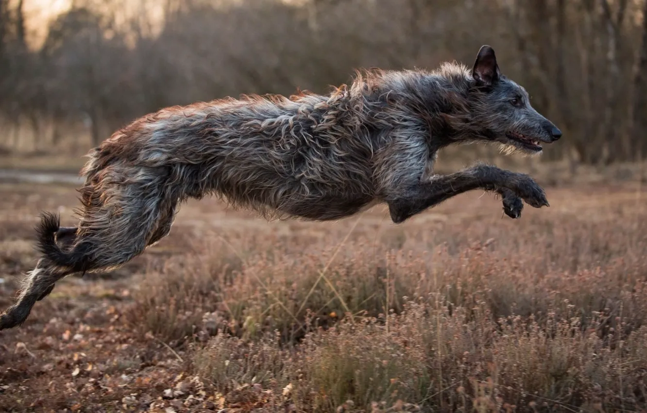 Фото обои dog, animal, Irish Wolfhound