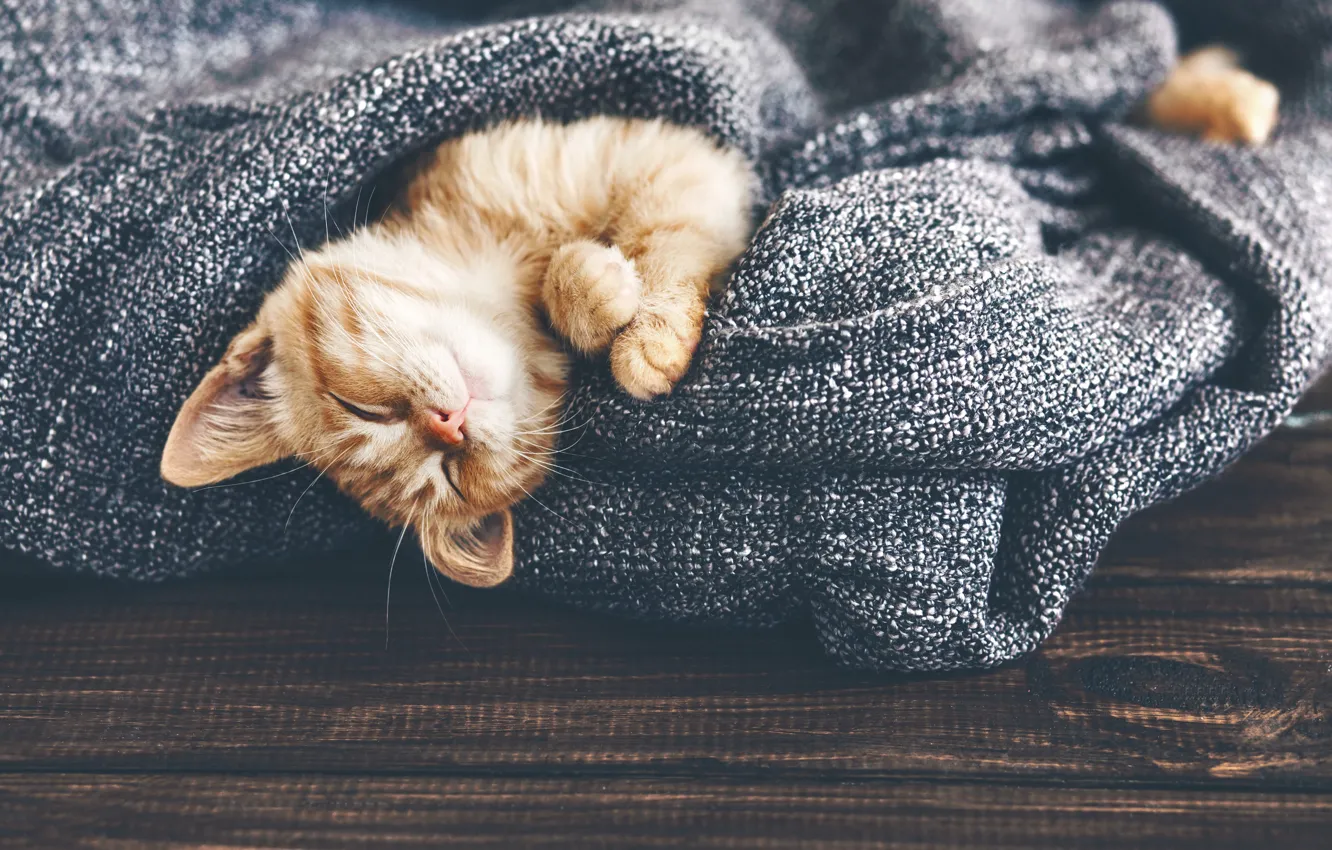 Фото обои кот, спит, лежит, рыжая, котёнок