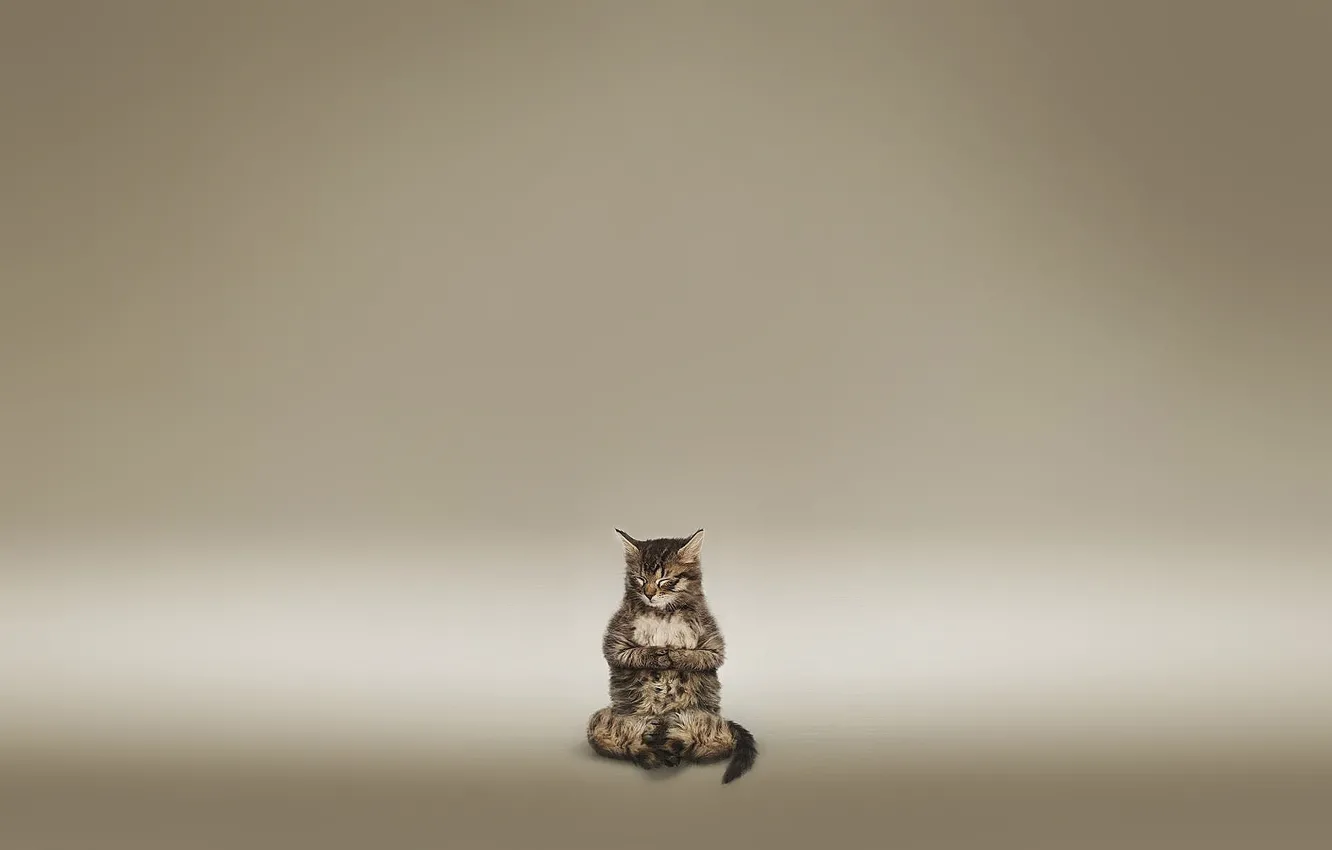 Фото обои кот, медитация, коричневый