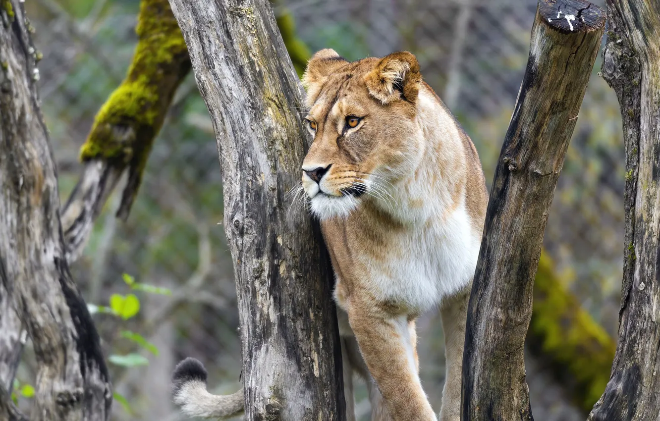 Фото обои lion, predator, animal, big cat, liones