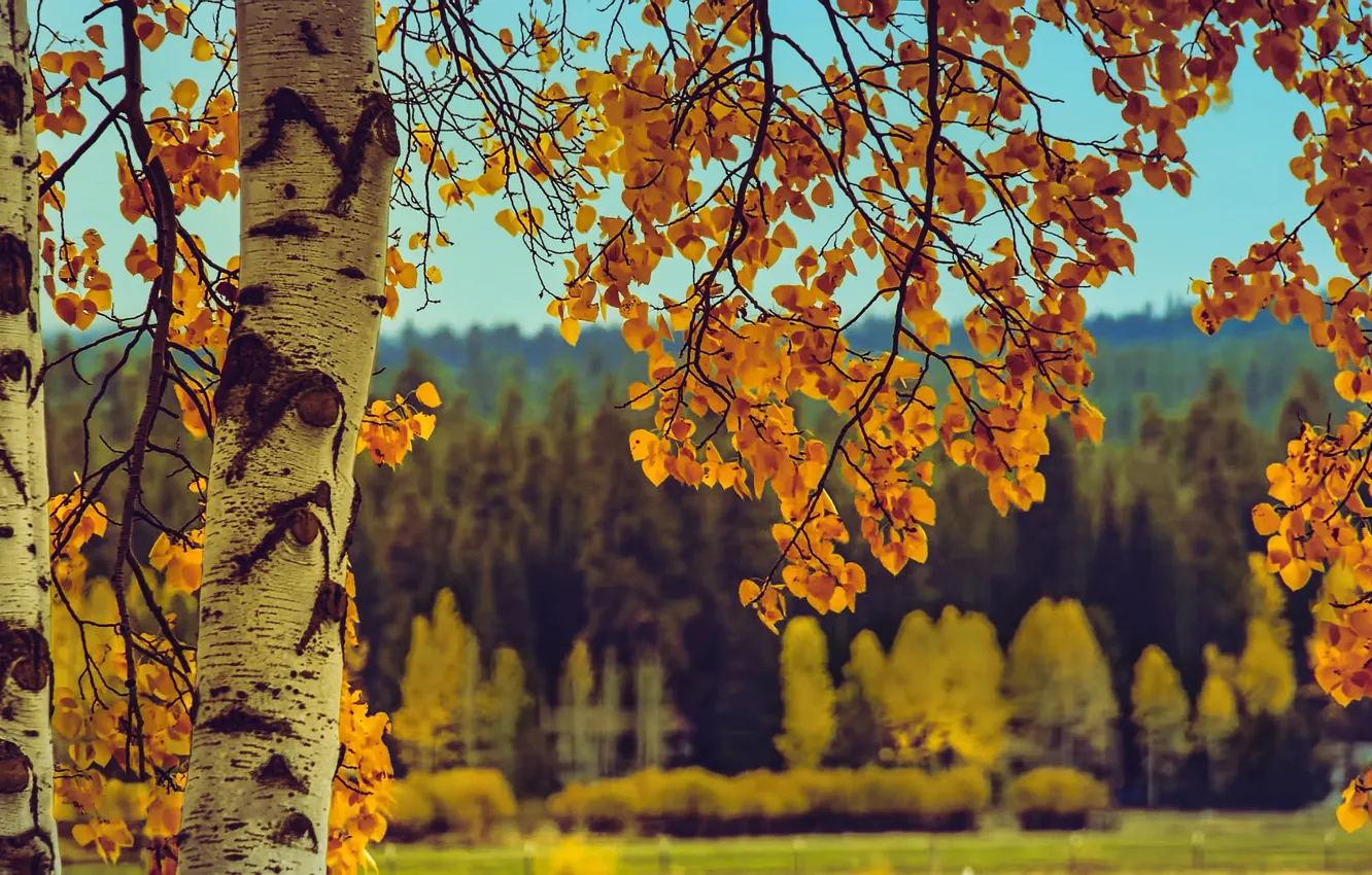 Фото обои осень, листья, деревья, пейзаж, ветки, природа, берёзы