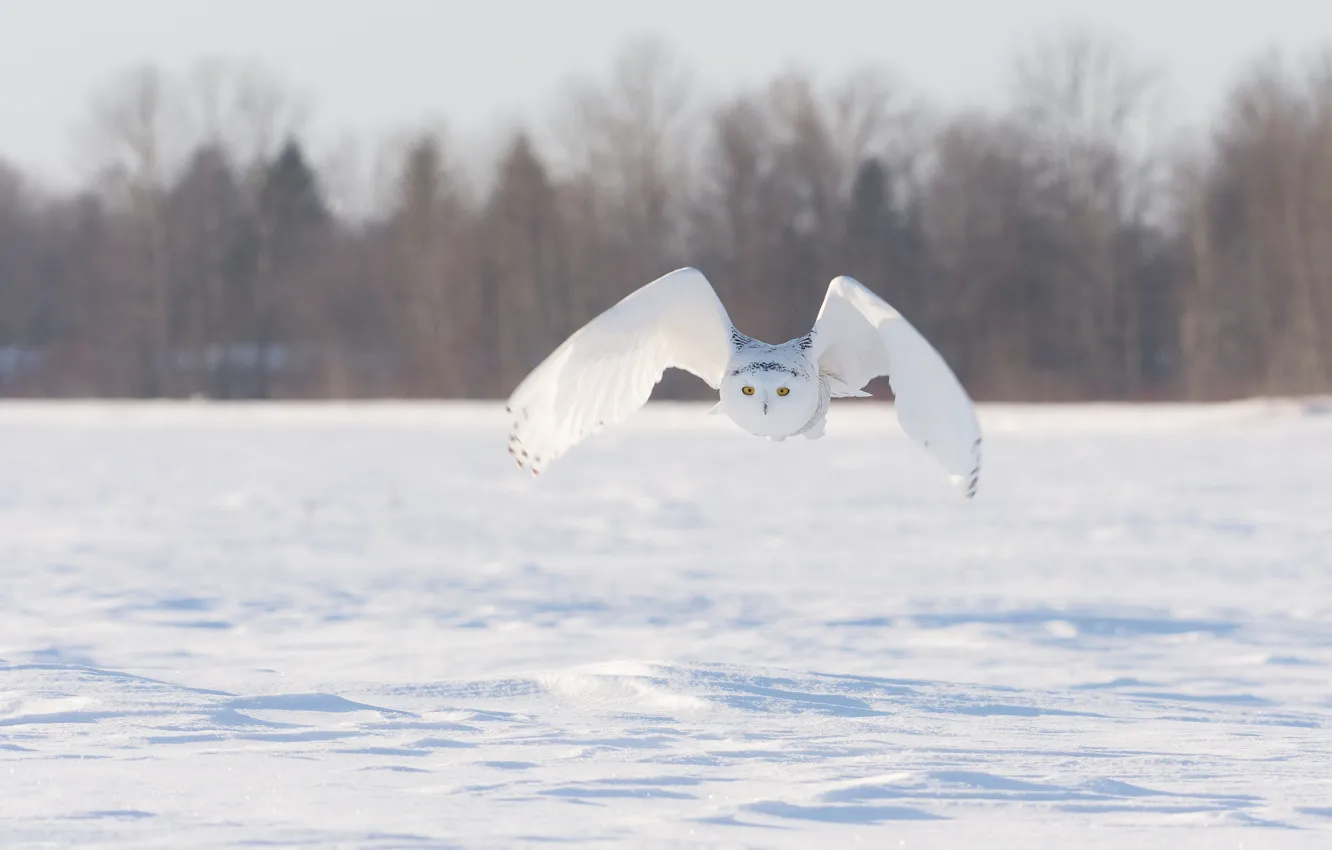 Фото обои зима, поле, снег, полет, птица, крылья, полярная сова