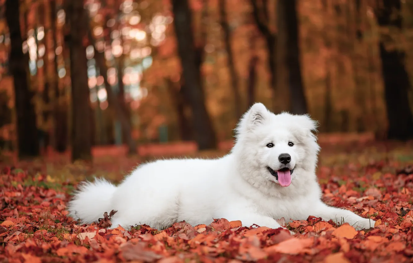 Фото обои осень, язык, белый, деревья, парк, листва, собака, щенок