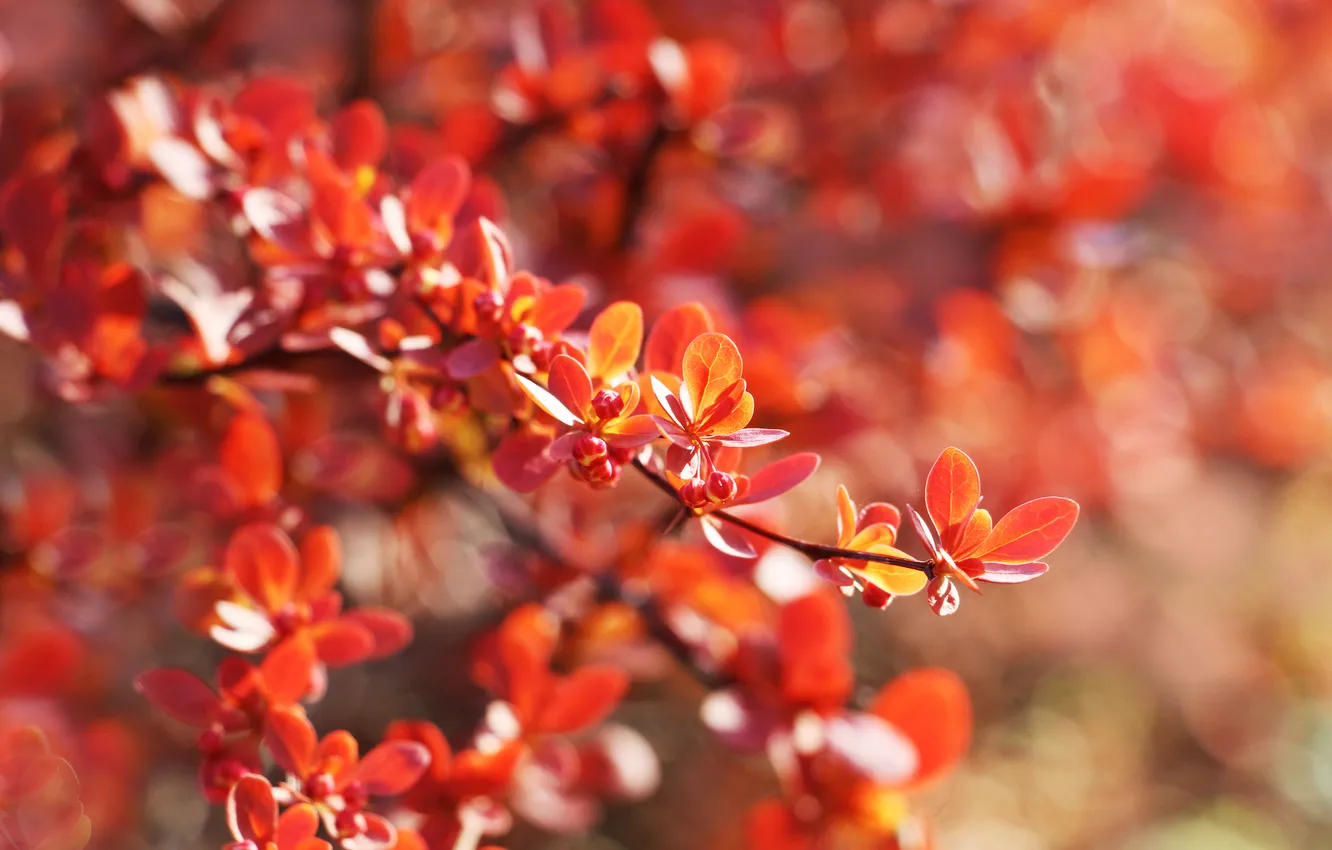 Фото обои red, leafs, twig