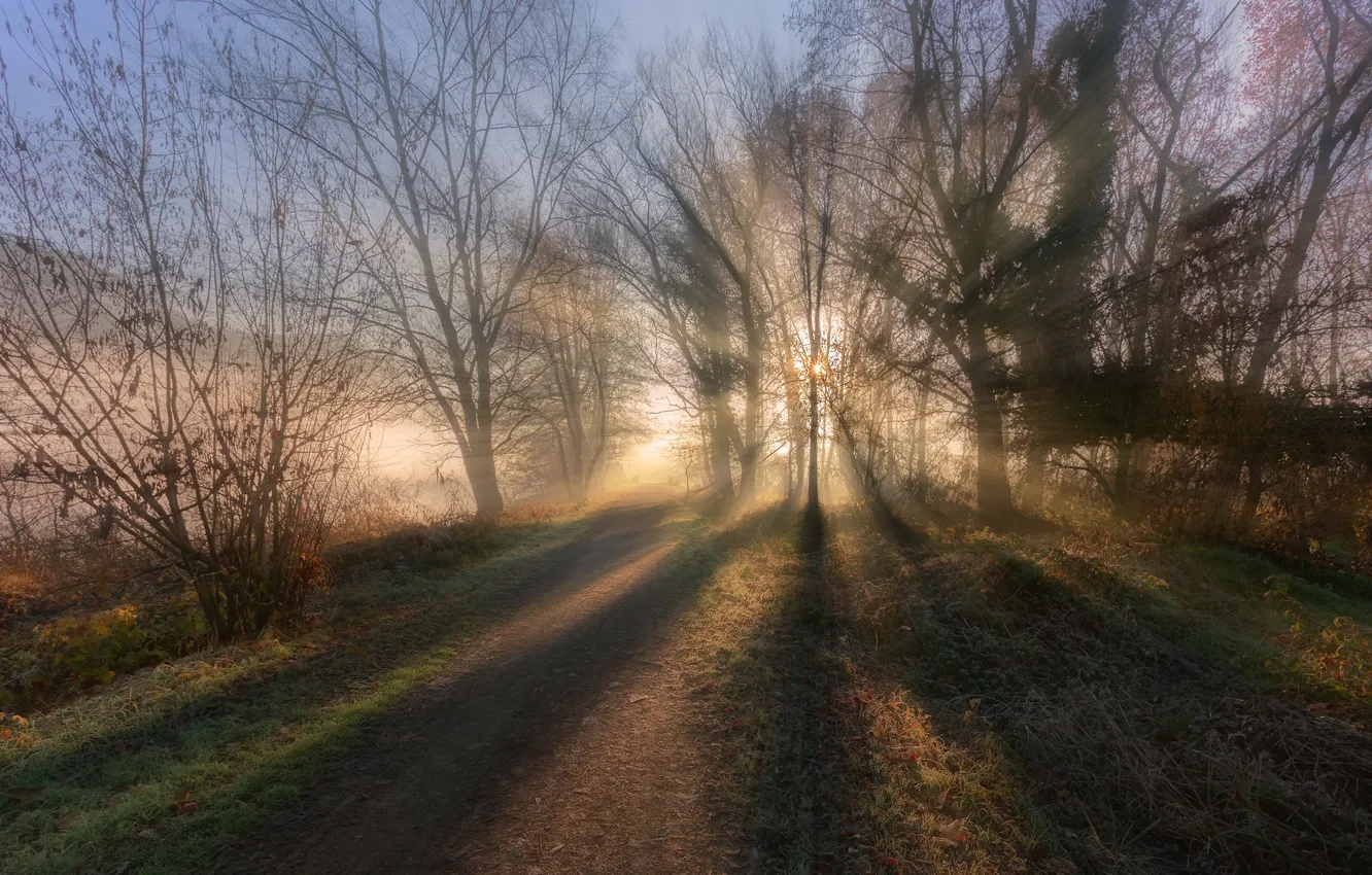 Фото обои дорога, лес, свет, утро