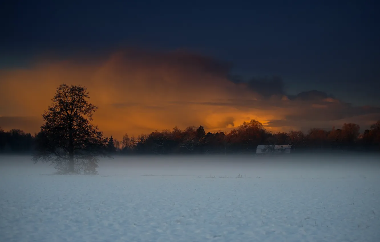 Фото обои зима, поле, снег, туман, дом, дерево