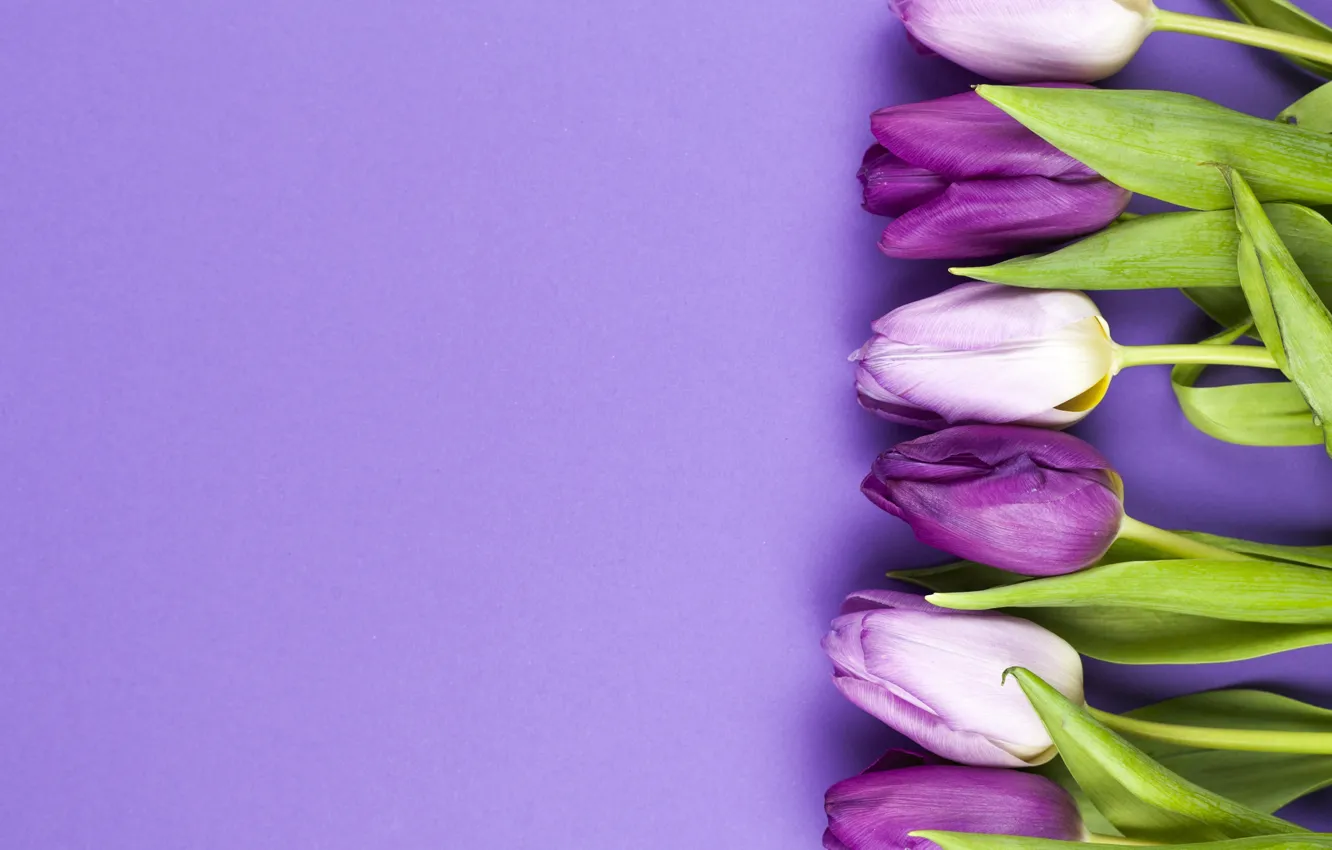 Фото обои цветы, фиолетовые, тюльпаны, flowers, beautiful, tulips, spring, purple