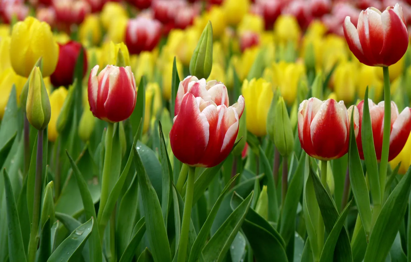 Фото обои Весна, Тюльпаны, Spring, Tulips