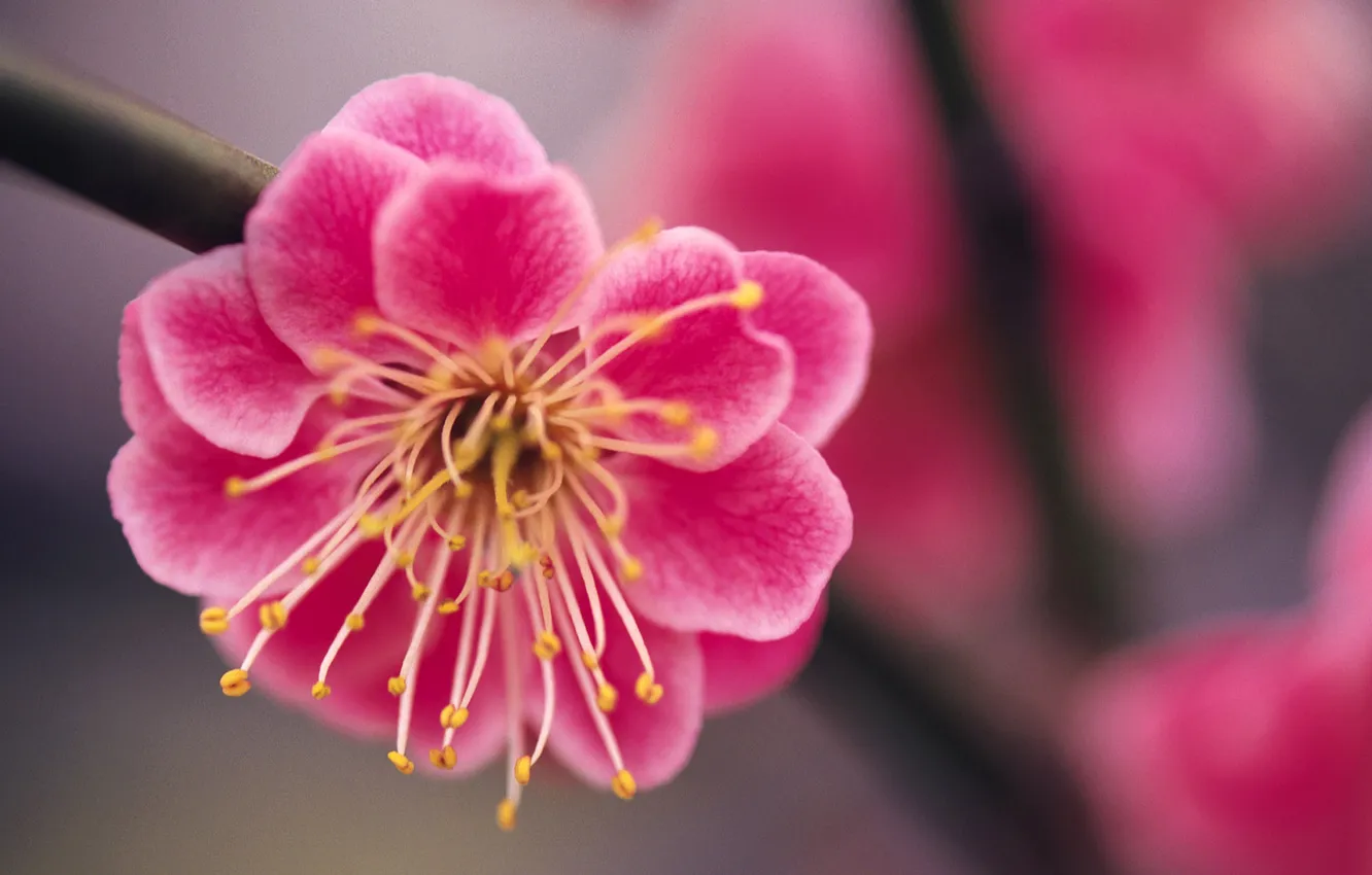 Фото обои цветок, макро, розовый, ветка, весна, сакура