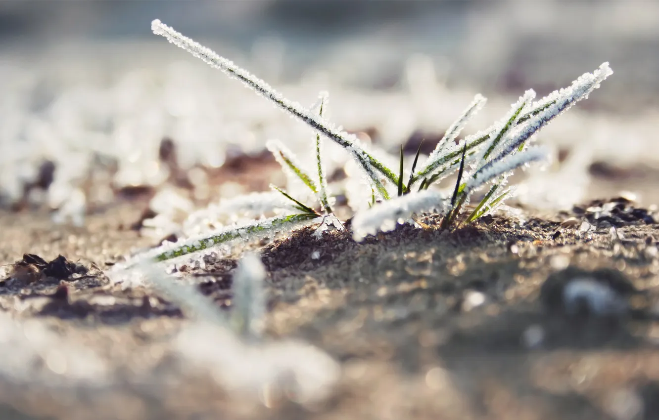 Фото обои иней, трава, макро, снег