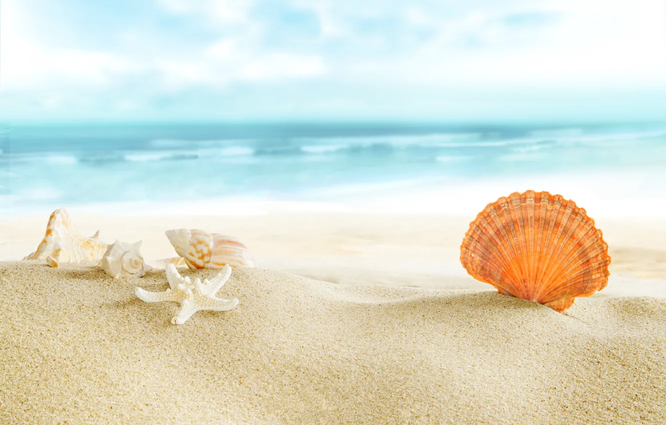 Фото обои beach, sea, sun, sand, seashells